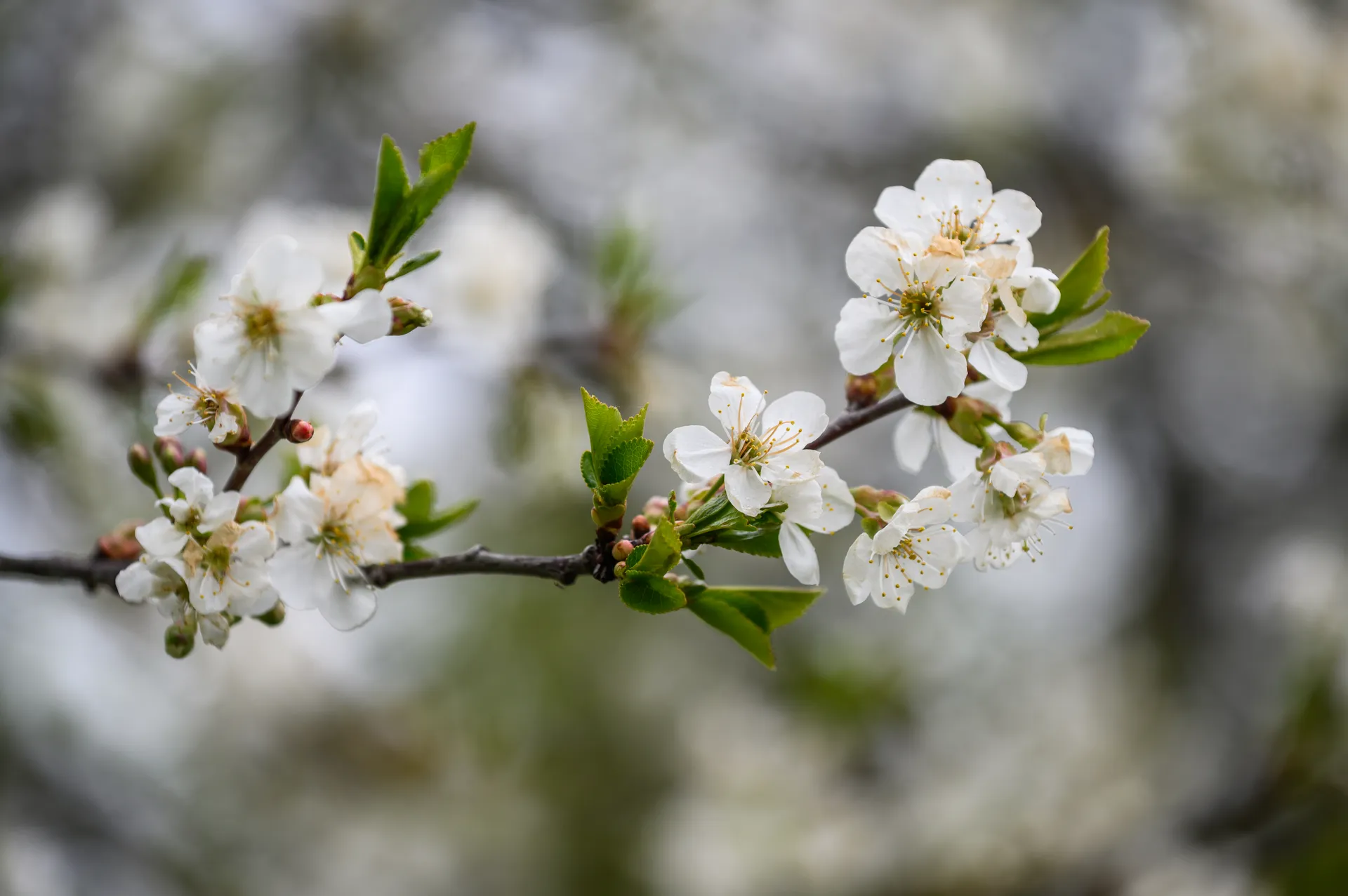 Весна в Ленинском округе