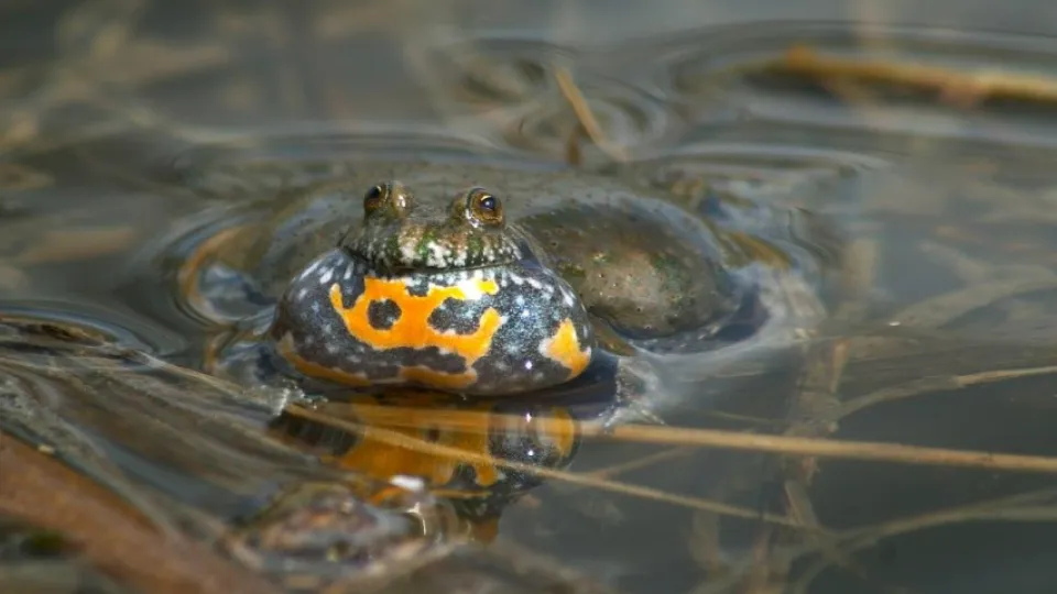 Фото: Колотилин А.В.