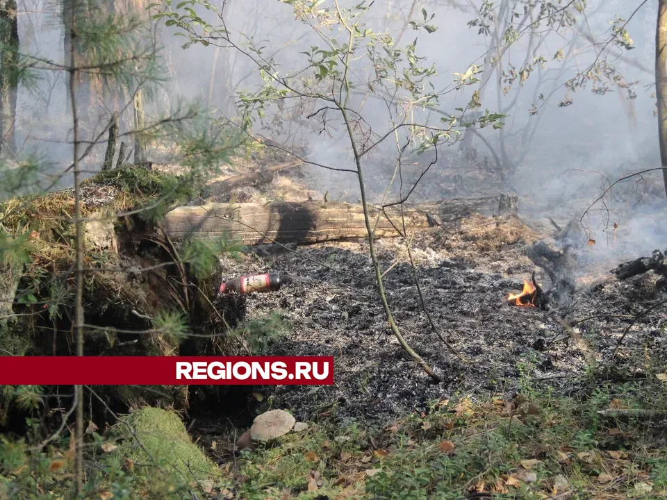 Фото: REGIONS/Василий Тремасов