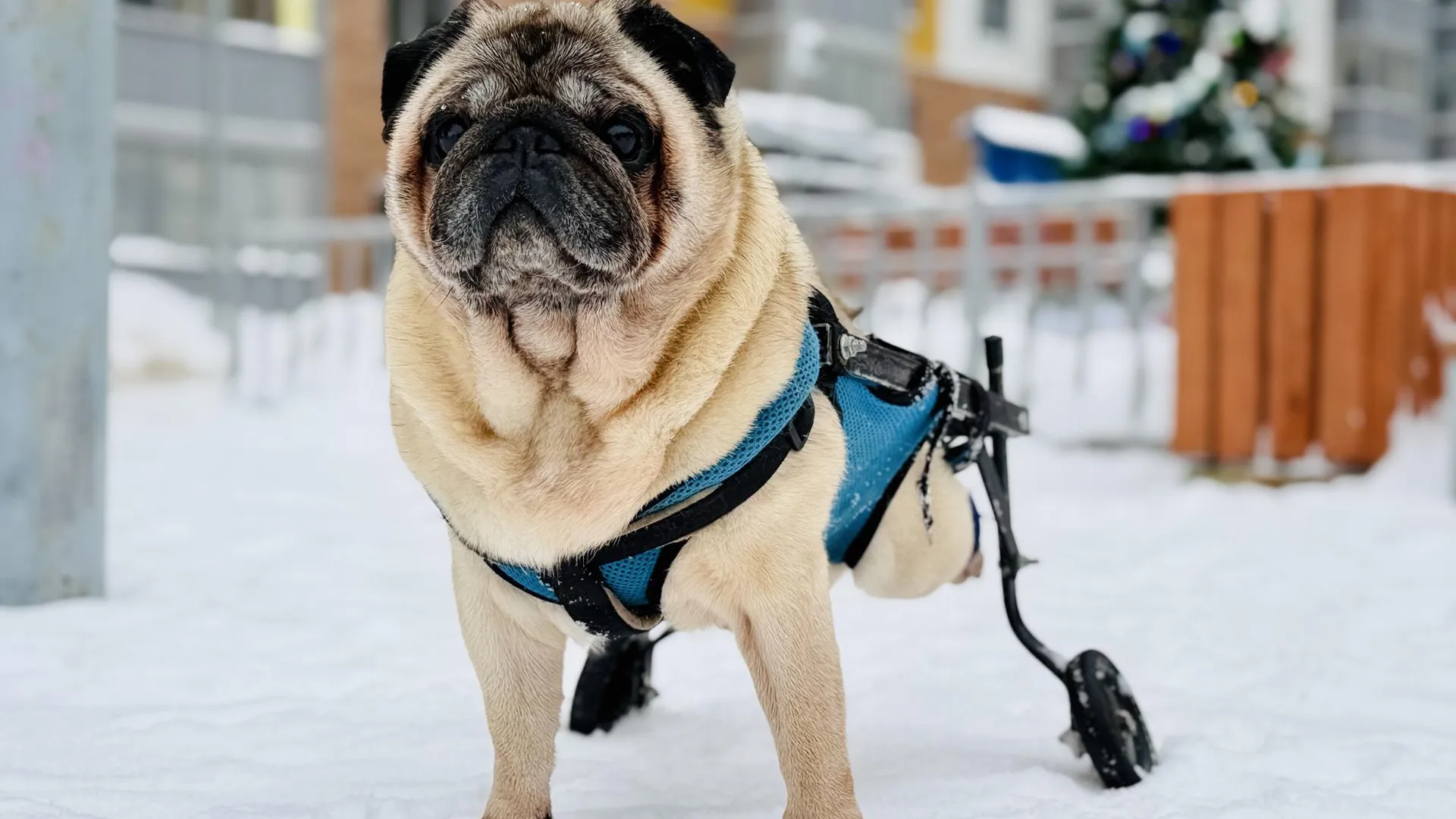 МедиаБанк Подмосковья/Ольга Стаферова