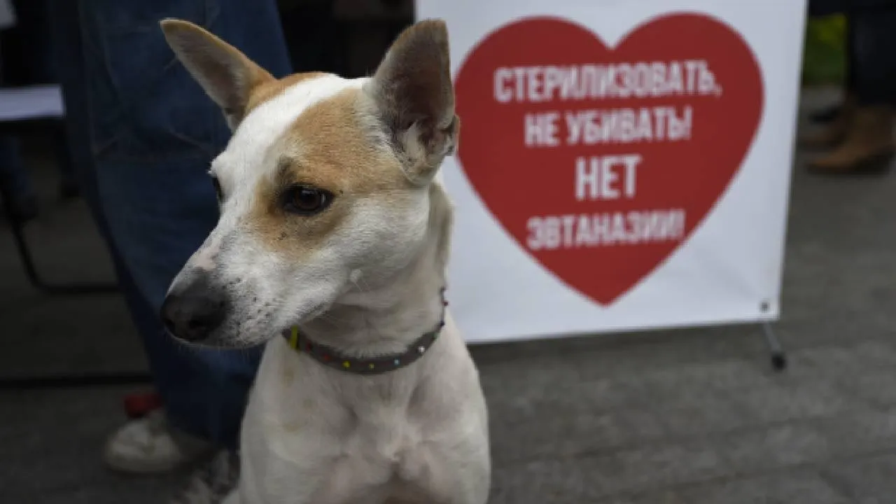 Сотрудник предприятия в Удмуртии принес торт, чтобы отметить гибель прирученных собак