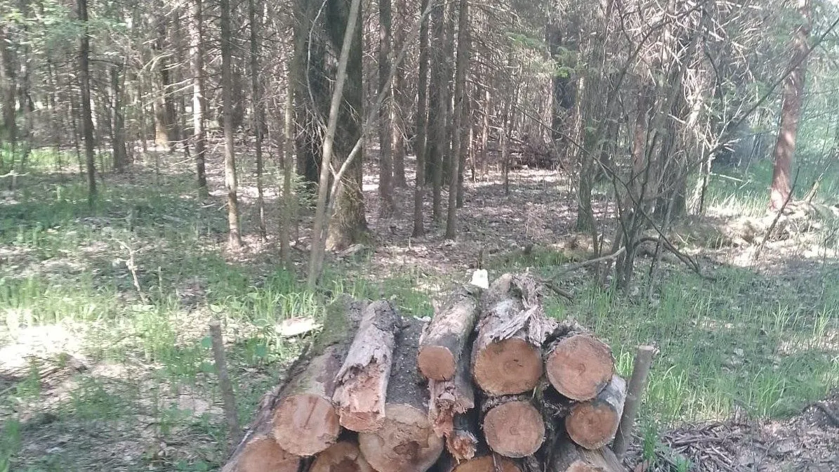 Фото: Комитет лесного хозяйства Московской области