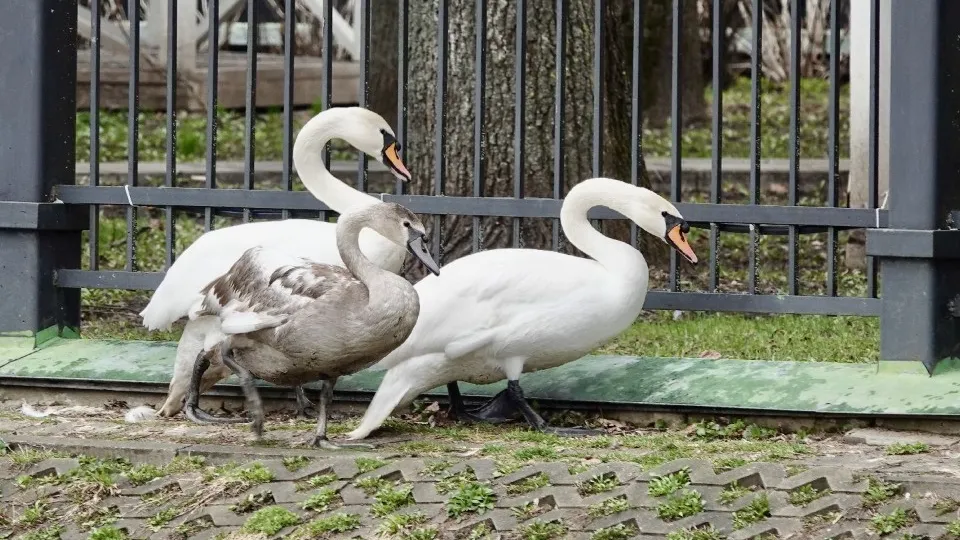 Фото: МедиаБанк Подмосковья/Дарья Леонова