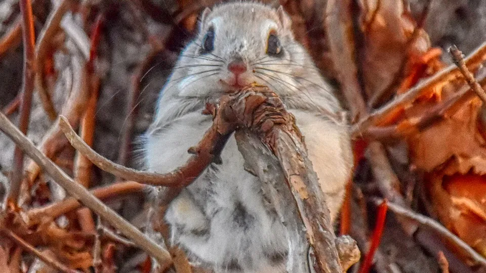 Фото: сommons.wikimedia/T-konno