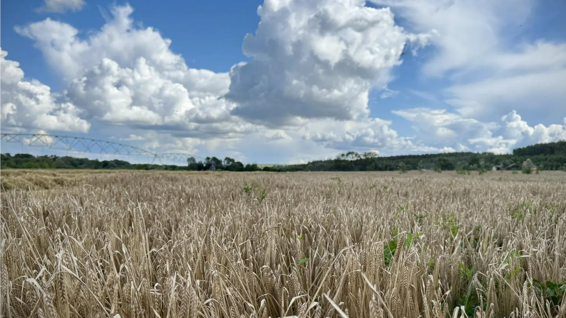 Фото: Минсельхоз МО