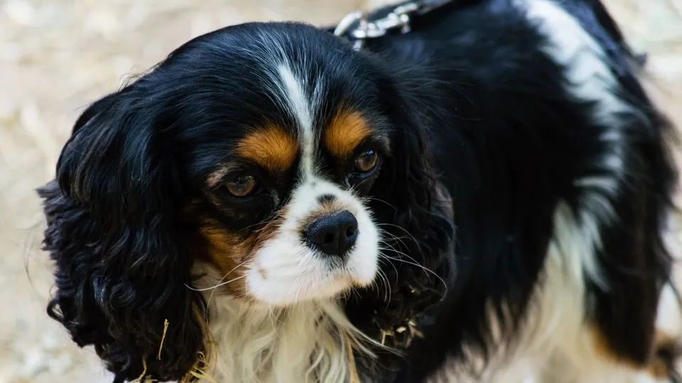 Фото: pxhere.com