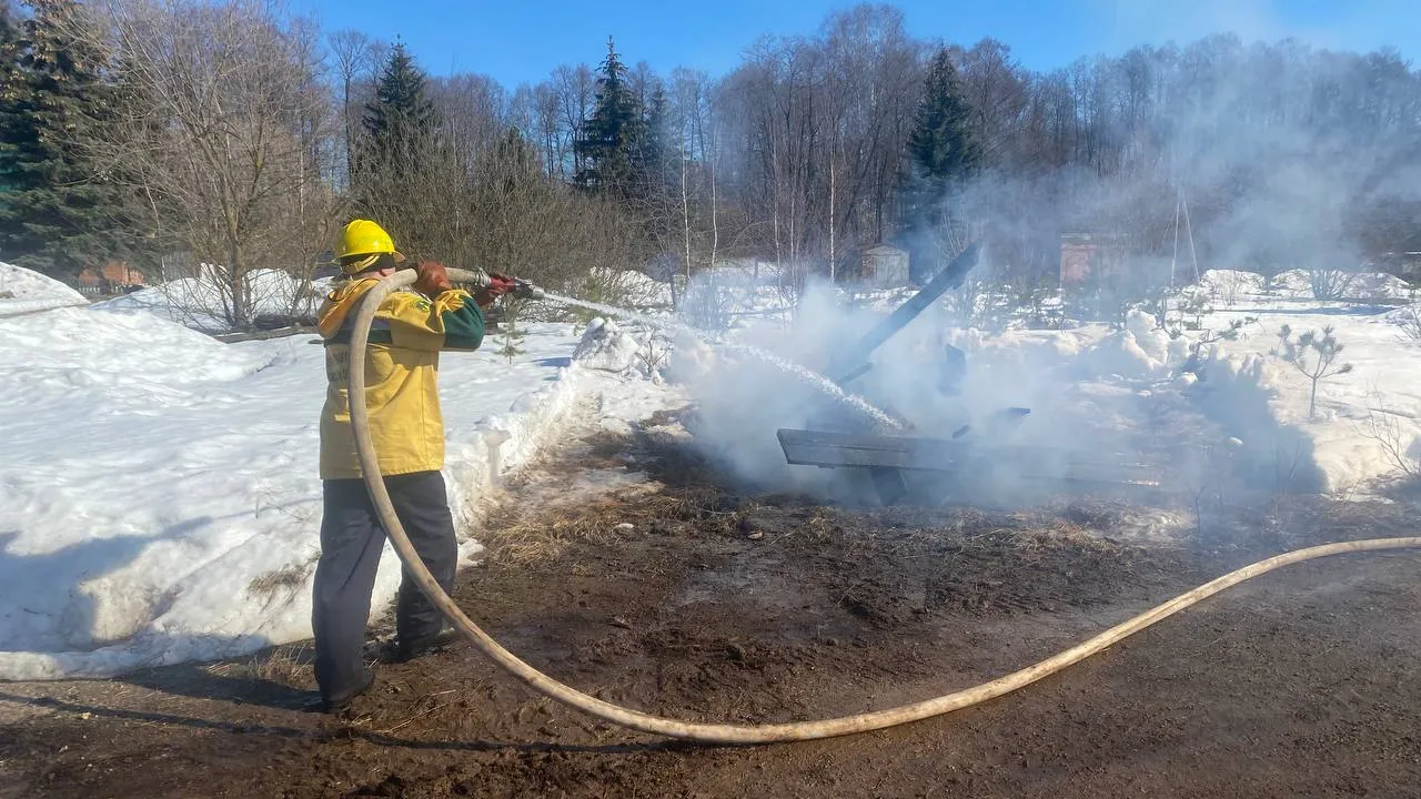 Фото: Комитет лесного хозяйства МО