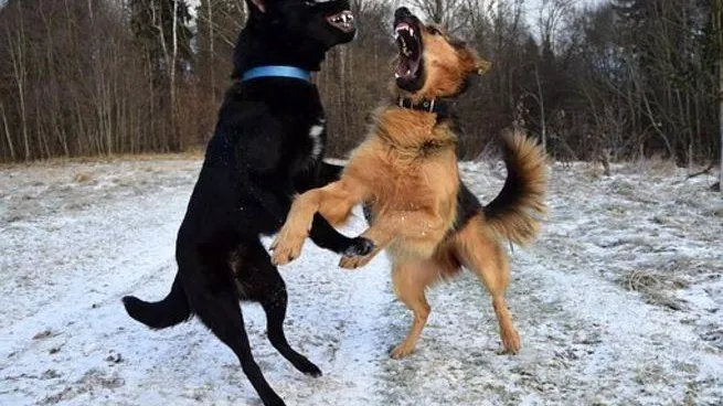 В Кемерове жителей одной из улиц держат в страхе стаи бродячих собак