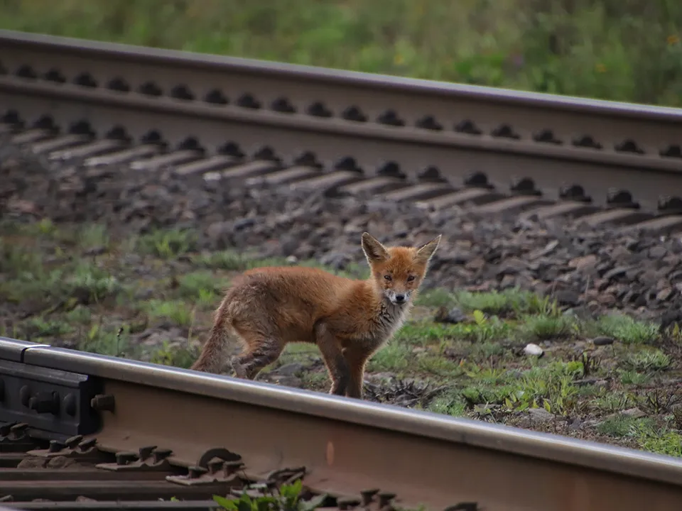 Фото: сommons.wikimedia/Matvei Kiselev