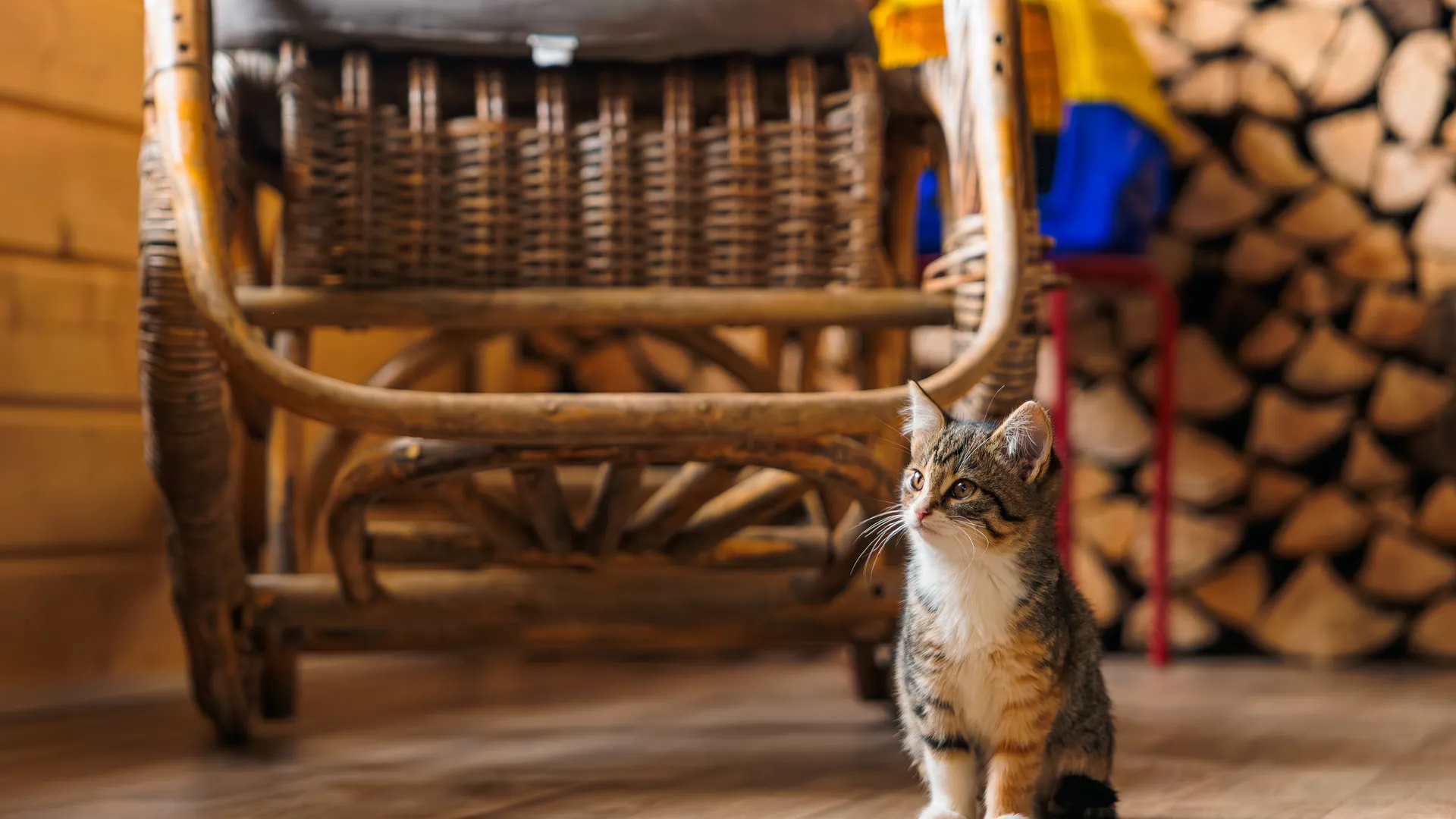 Шок в соцсетях: подростки сняли на видео жестокие пытки котенка