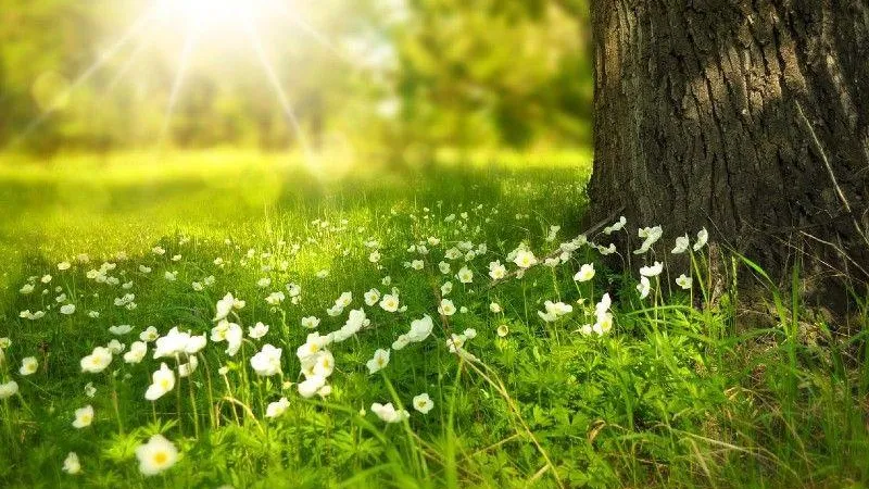 По-настоящему летняя погода ожидается в столичном регионе 1 июня