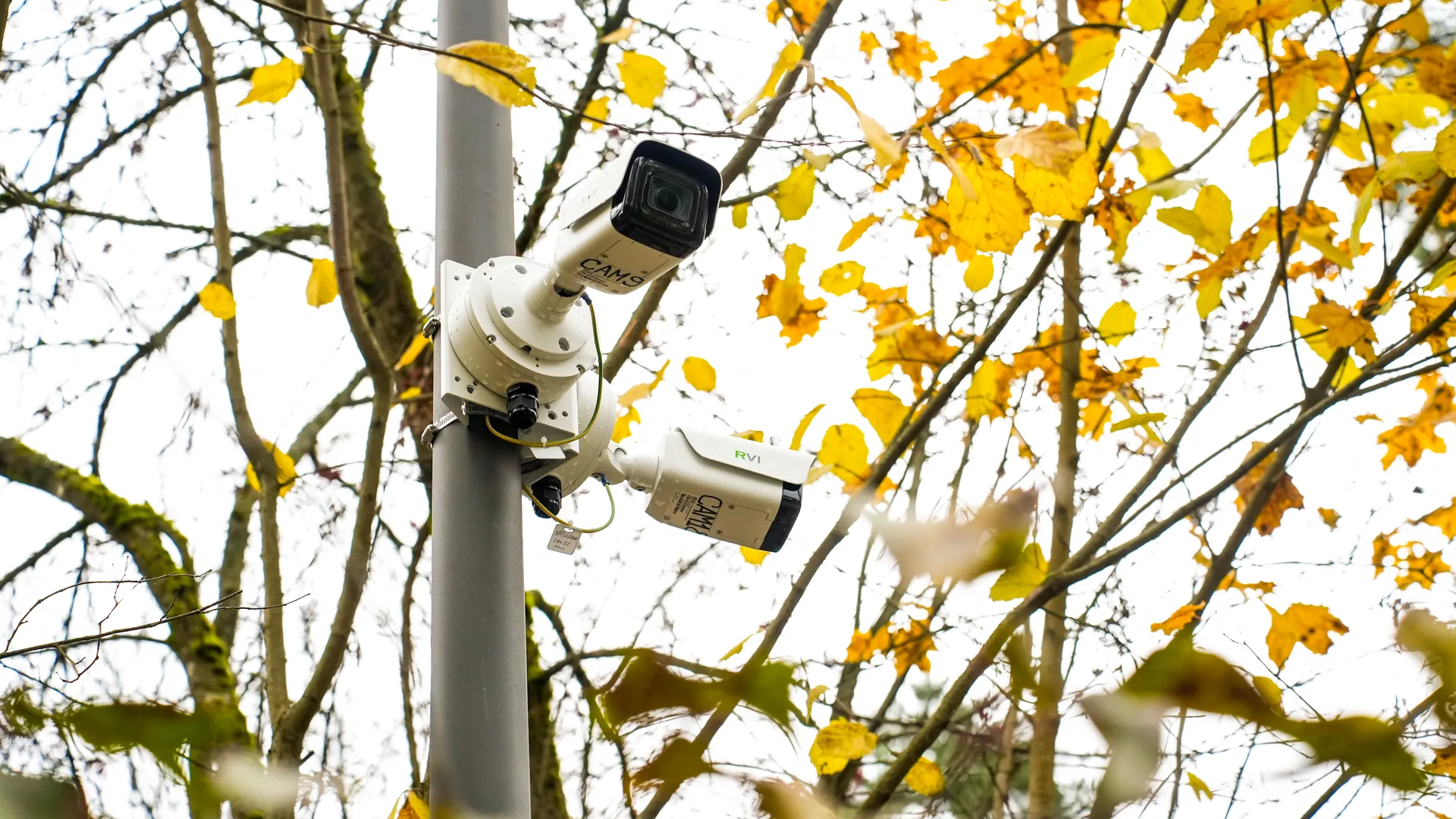 В Красноармейске после благоустройства открыт лесопарк "Банный лес"