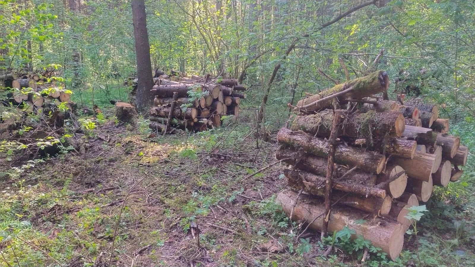 Фото: Комитет лесного хозяйства Московской области
