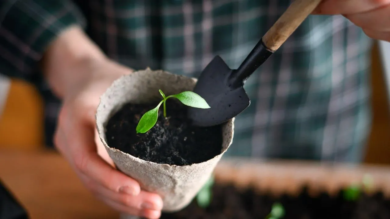 istockphoto.com/Smitt