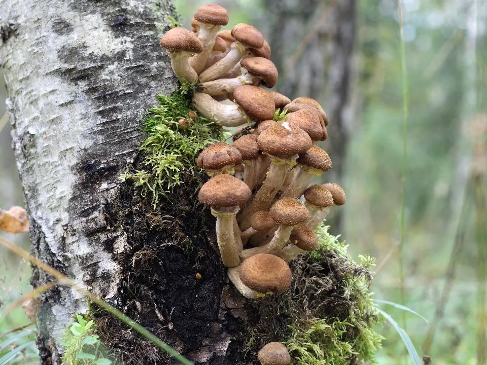 Фото: istockphoto.com/Pobytov