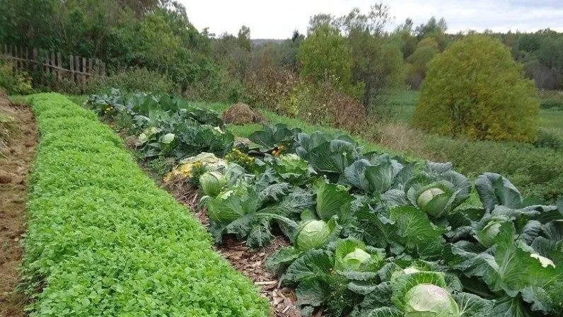 Фото: vk.com/Шаховская полевая кухня, для СВОих с любовью!