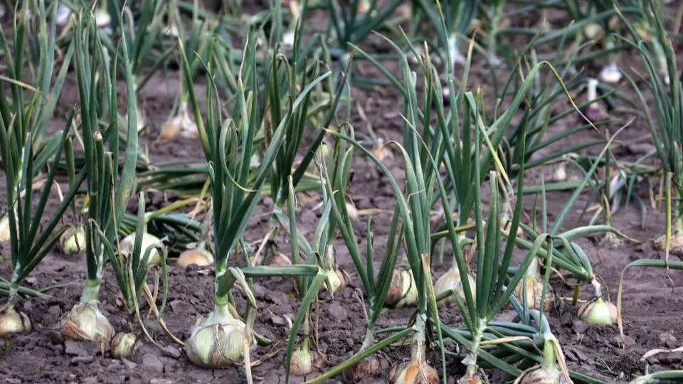 медиасток.рф