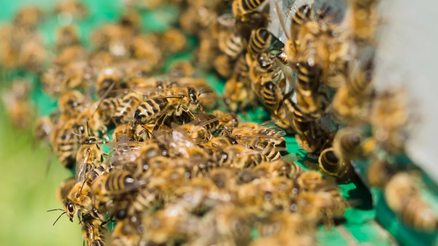 Фото: freepik.com