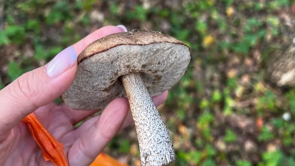 Анна Токорева