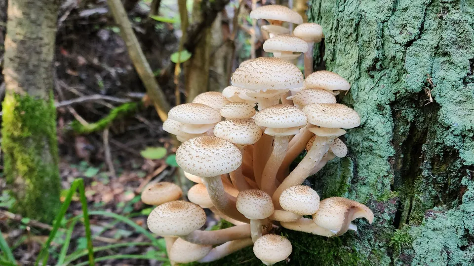 Фото: МедиаБанк Подмосковья/Ирина Моисеева