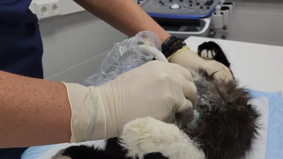 Фото: МедиаБанк Подмосковья/ Мария Андрюхина