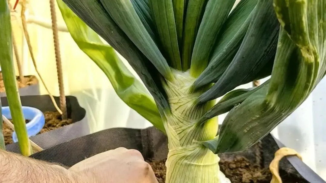 «Огородный Халк» из Электрогорска похвастался своим гигантом вопреки морозам и скептикам