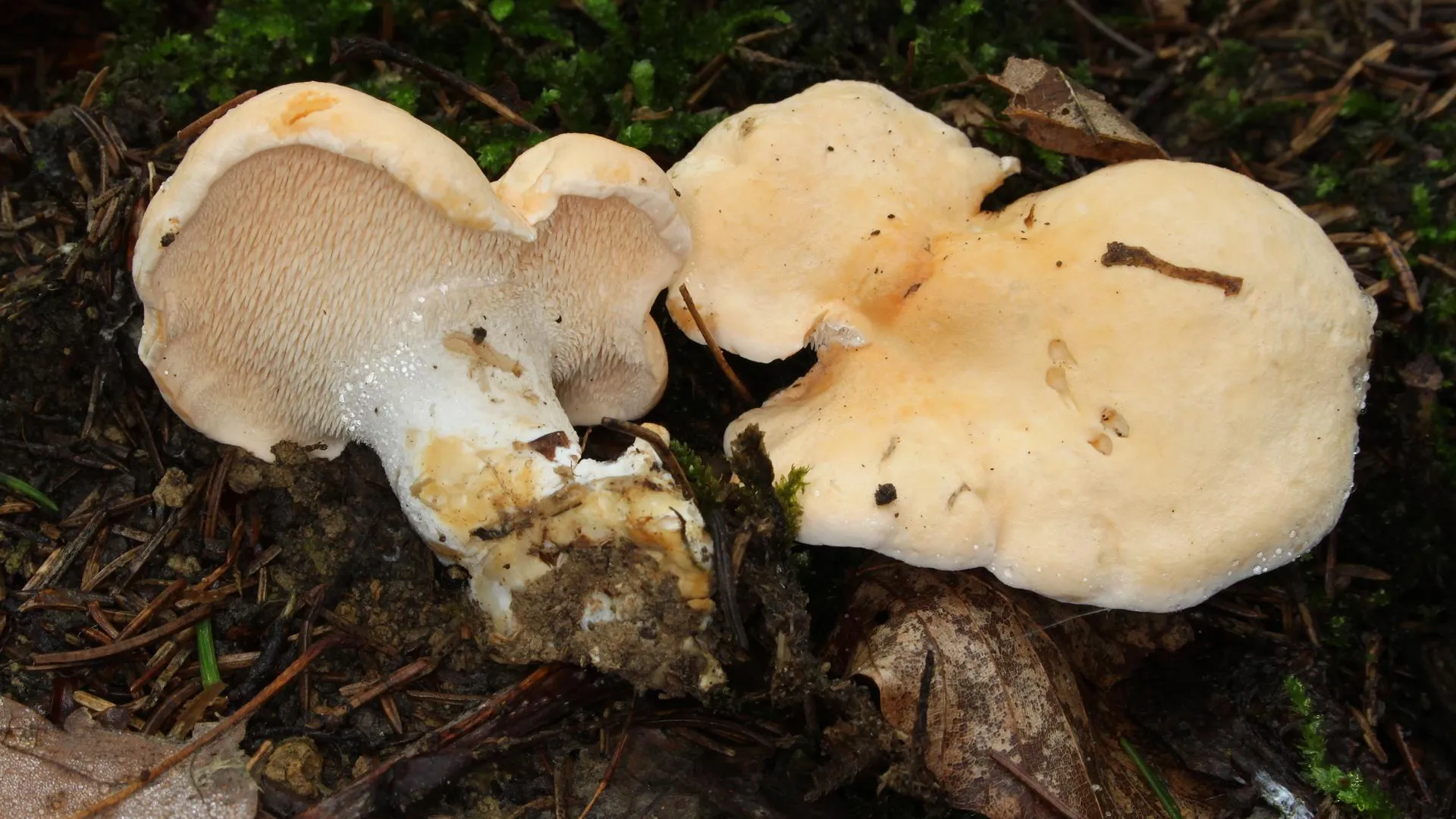 фото: wikimedia / free use