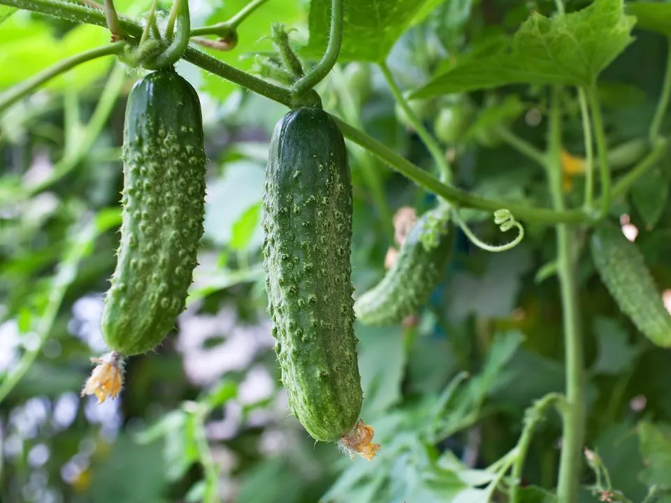 Фото: istockphoto.com