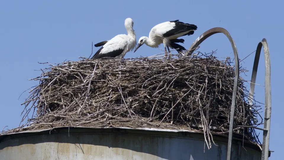 Фото: Катрина Шамина