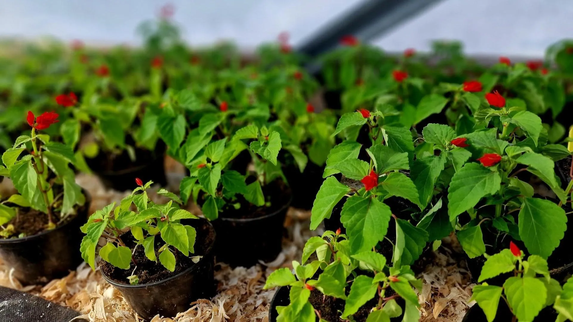 REGIONS/Ольга Шаронова