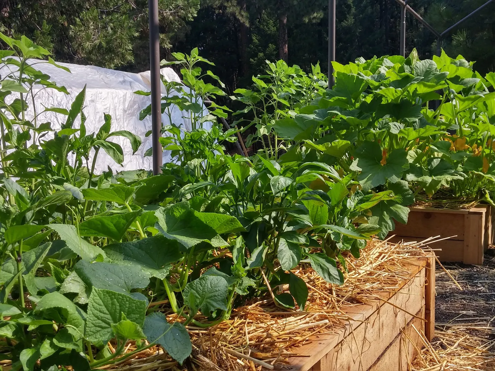 Фото: pxhere.com