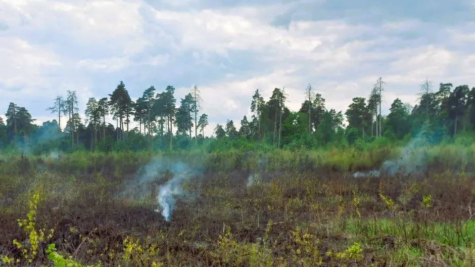Фото: Комитет лесного хозяйства Московской области