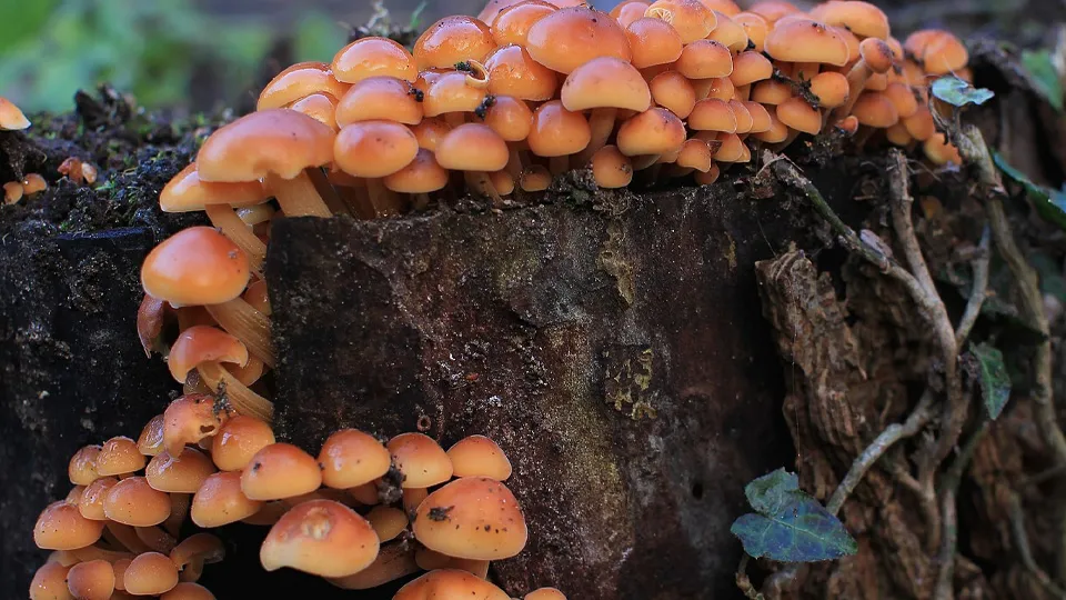 Фото: commons.wikimedia/Stu's Images