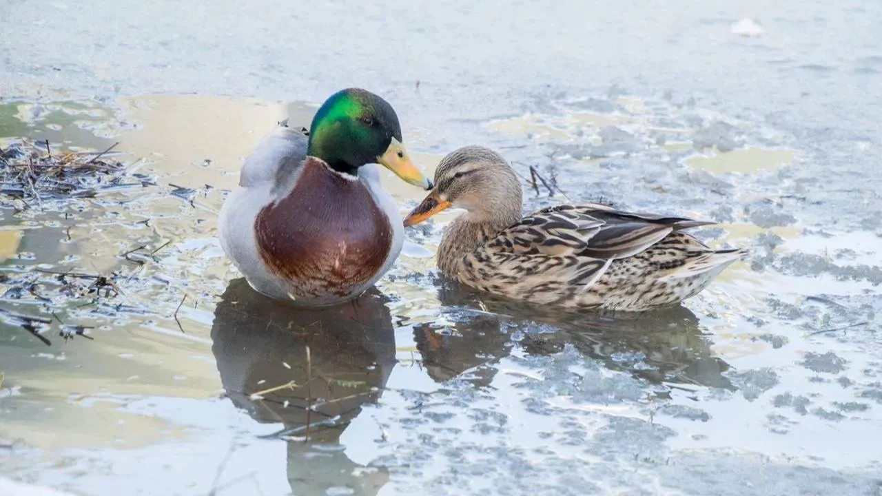 команда парков Домодедово