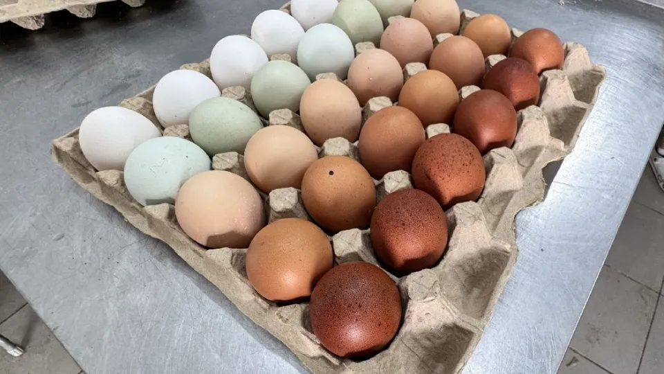 Фото:Медиабанк Подмосковья/Татьяна Рунова