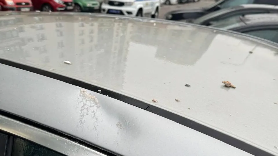 Фото: пресс-служба администрации г.о. Красногорск