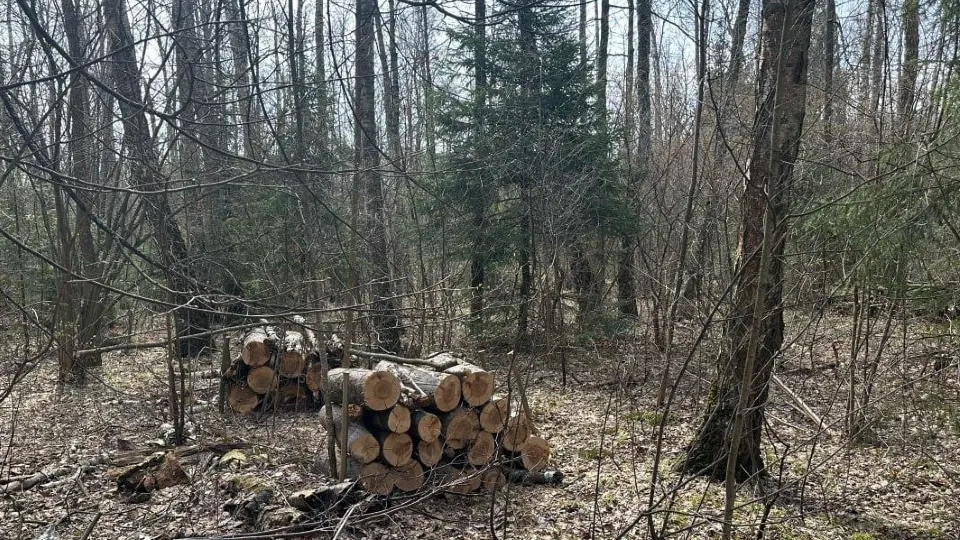 Фото: Комитет лесного хозяйства МО