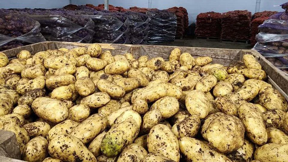 Фото: МедиаБанк Подмосковья/Евгений Рой