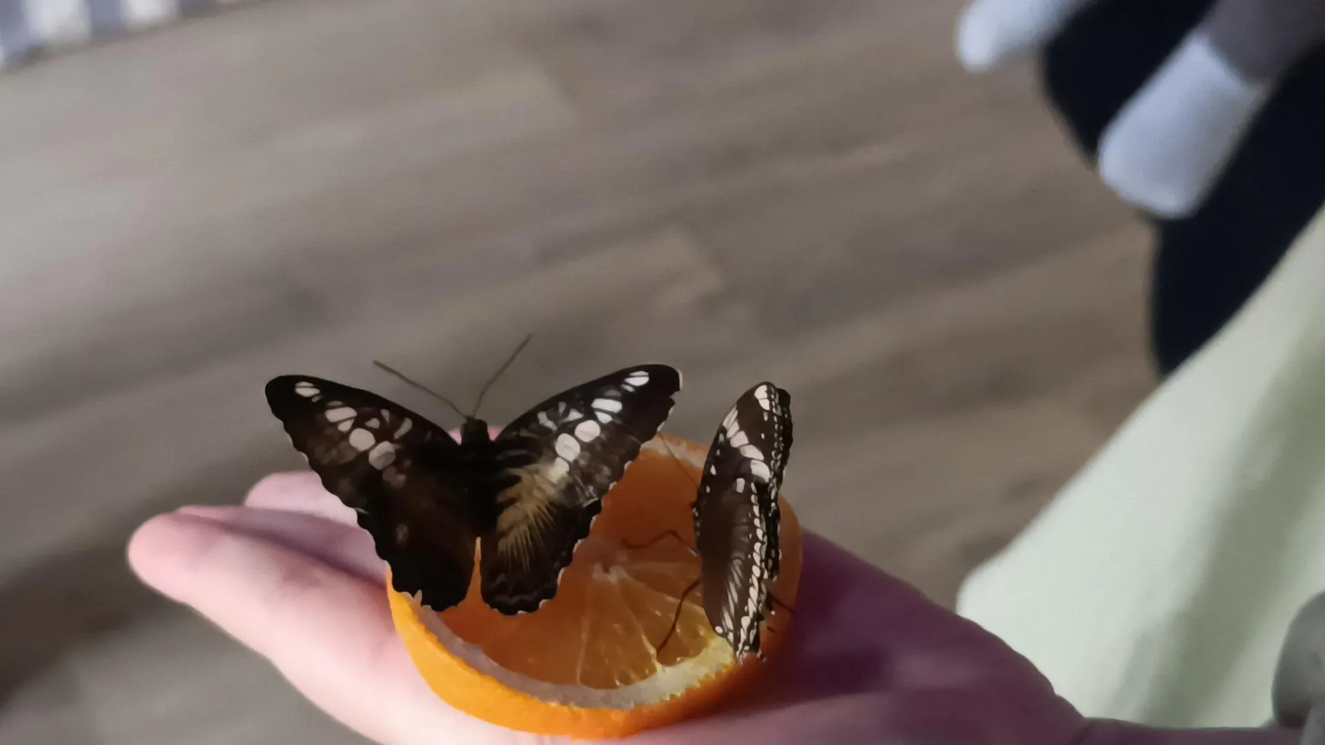 Екатерина Дятловская