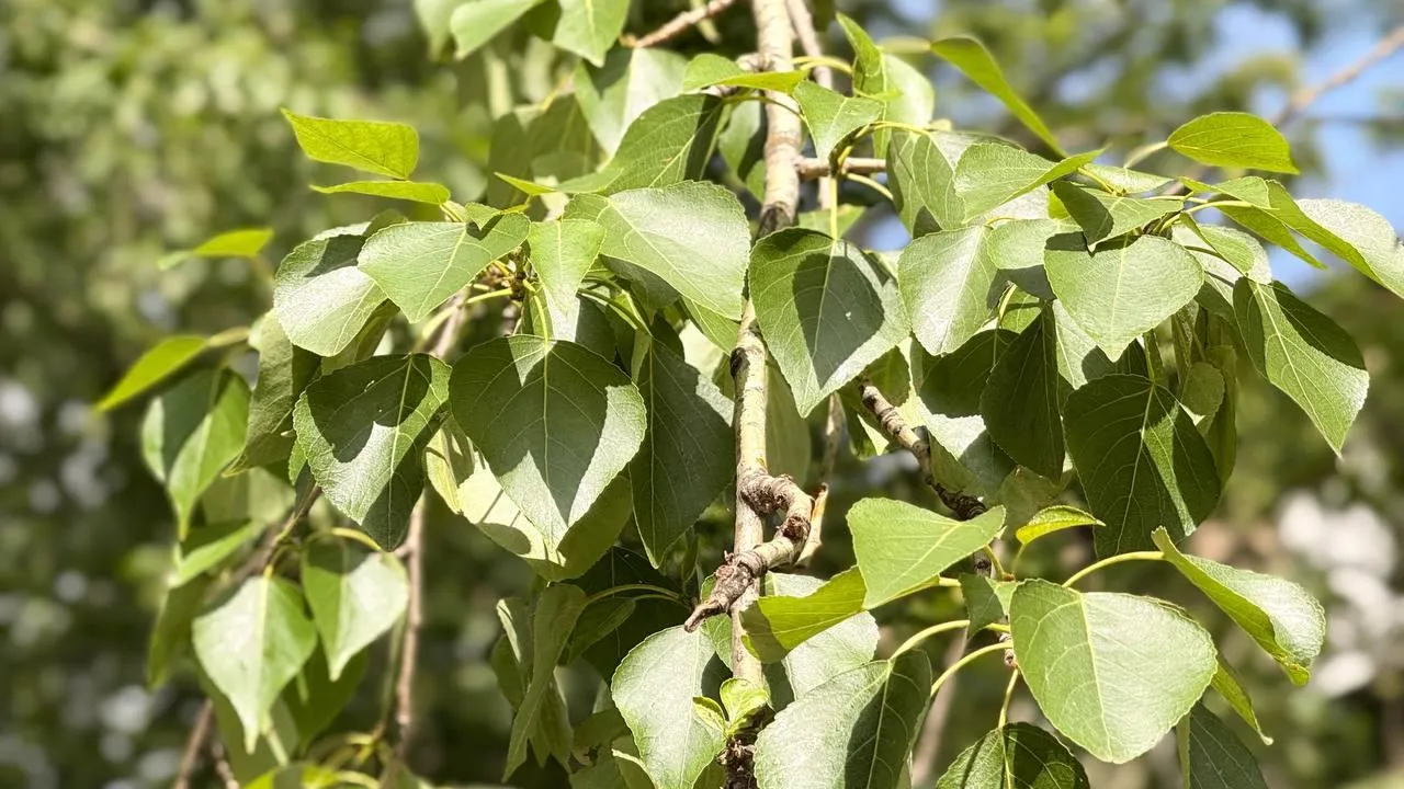 REGIONS/Ксения Казакова