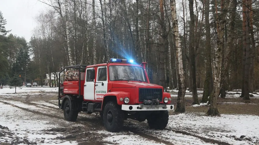 Фото: филиал «Русский лес» ГАУ МО «Мособллес»