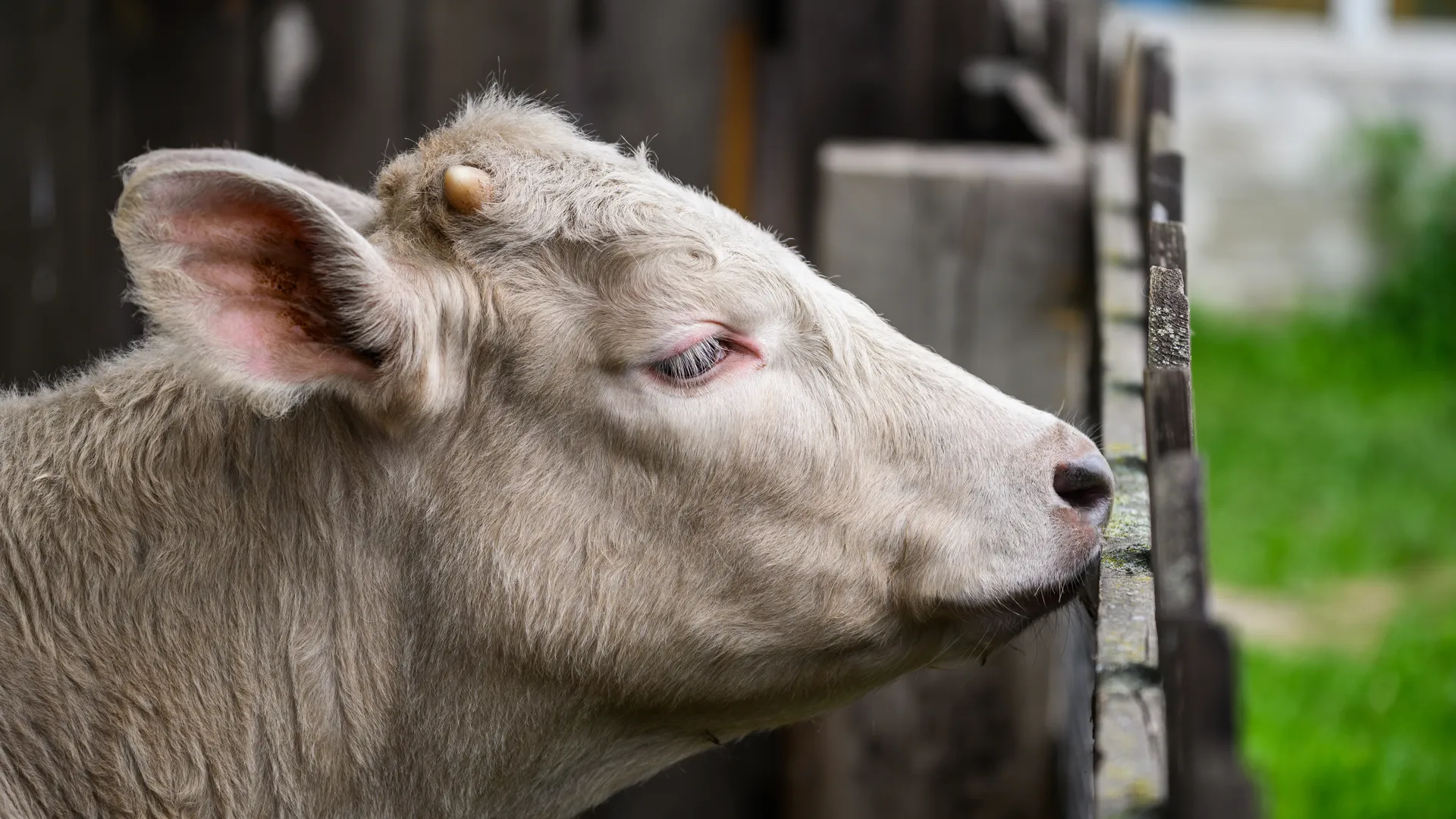 «Четыре очага смертельной болезни». в российском регионе выявили вспышки бешенства среди животных