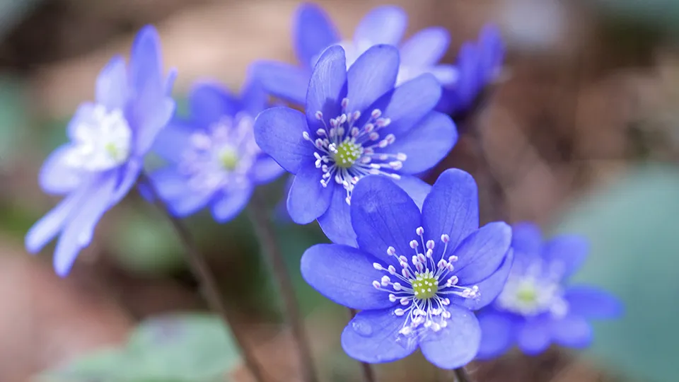 Фото: istockphoto.com/egiss