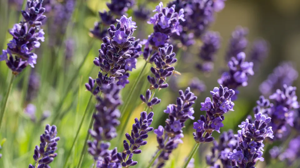 Фото: istockphoto.com/wjarek