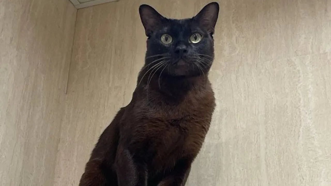 Фото: доска с объявлениями