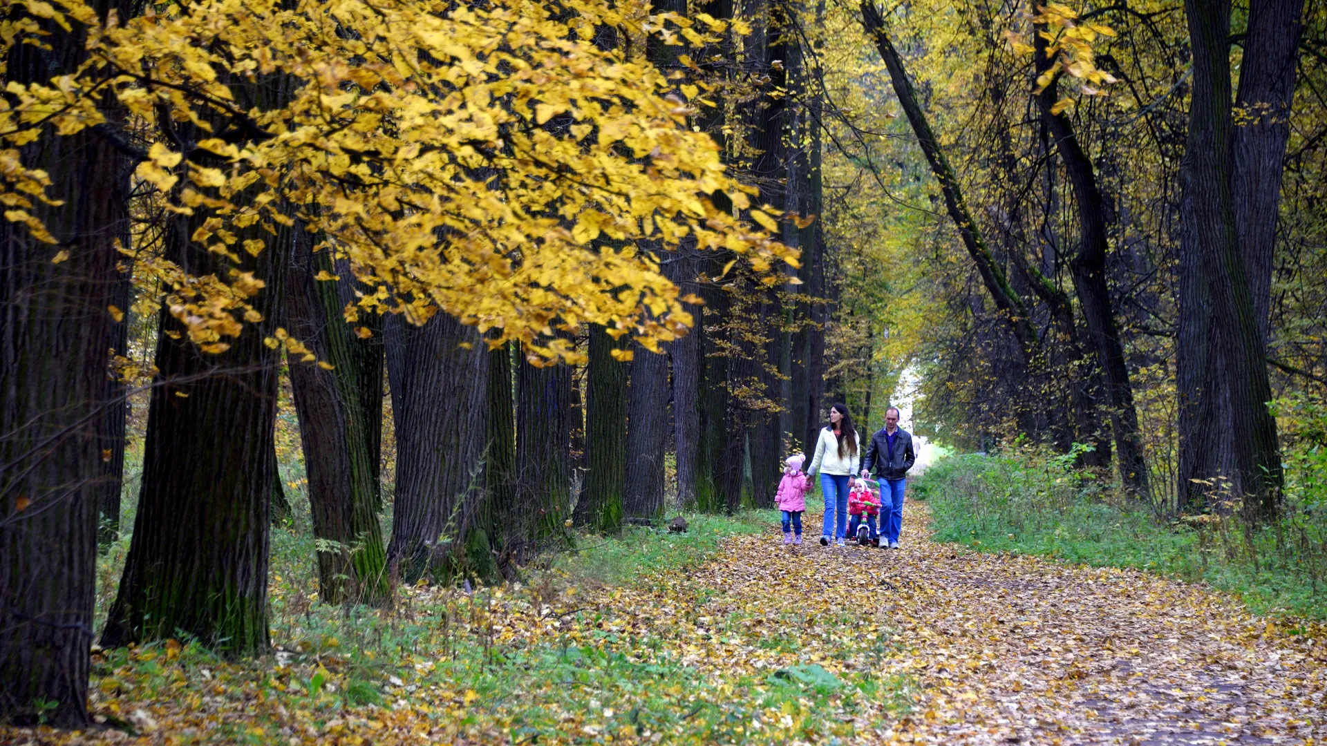 Золотая осень в Подмосковье