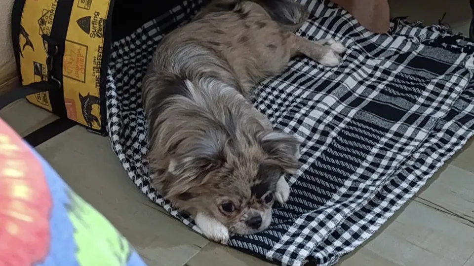 Фото: личный архив хозяйки собаки