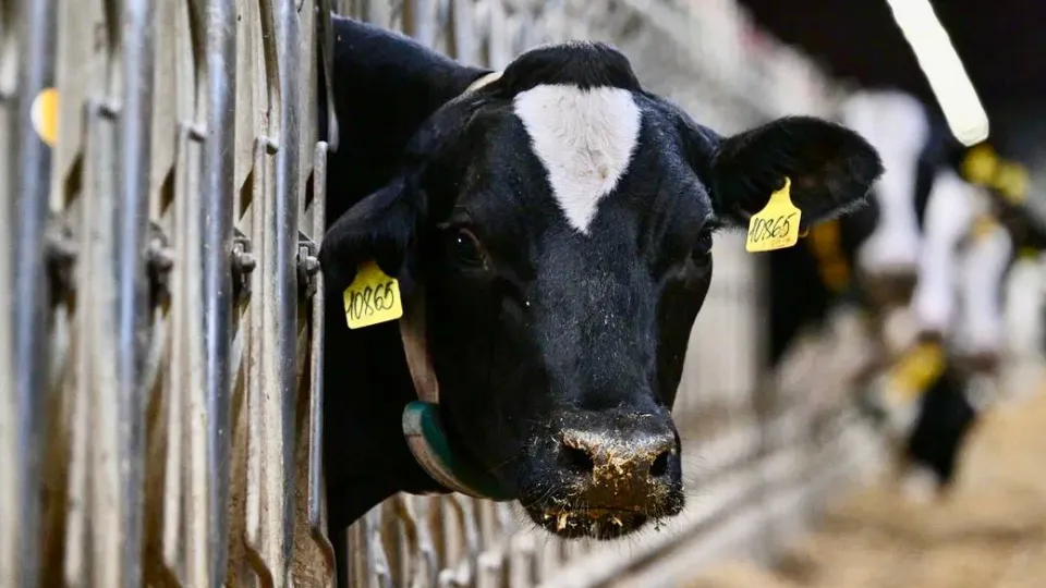 Фото: Агрохолдинг ОСП агро