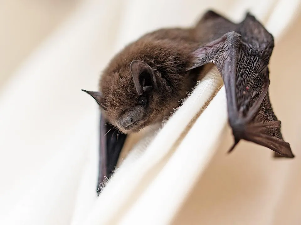 Фото: istockphoto.com/fermate