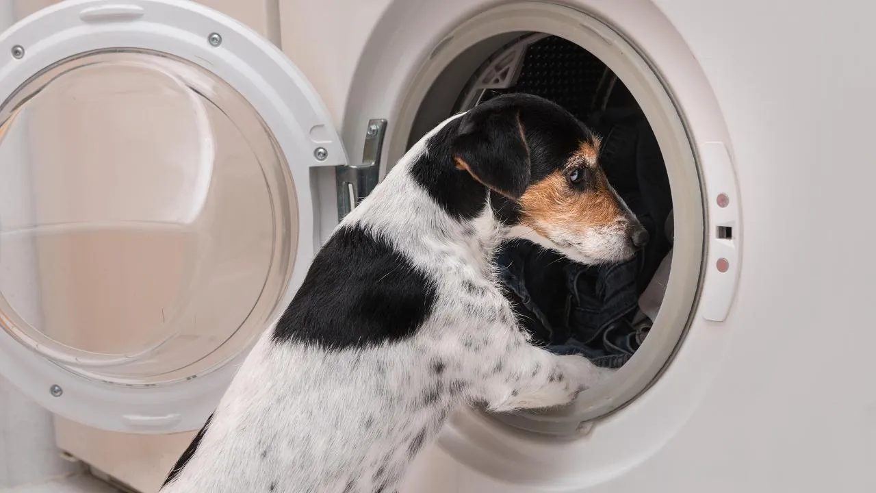 istockphoto.com/K_Thalhofer
